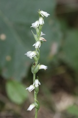 Spiranthes casei casei
