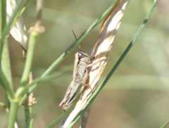 Phoetaliotes nebrascensis