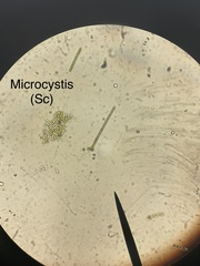 Microcystis