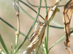 Phoetaliotes nebrascensis