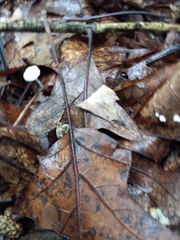 Tetrapyrgos nigripes