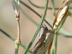 Phoetaliotes nebrascensis