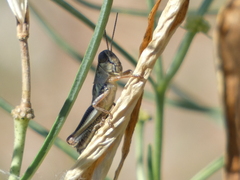 Phoetaliotes nebrascensis