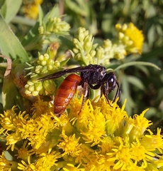Sphecodes albilabris