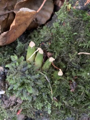 Allium ursinum