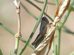 Phoetaliotes nebrascensis