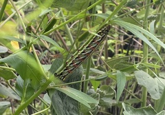 Eumorpha fasciatus