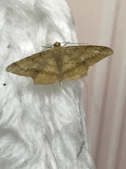 Pseudonadagara semicolor