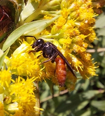 Sphecodes albilabris