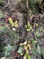 Allium ursinum