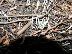 Clavaria fragilis