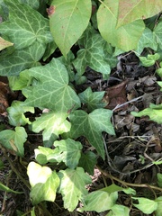 Hedera helix