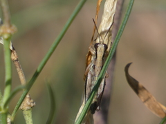 Phoetaliotes nebrascensis