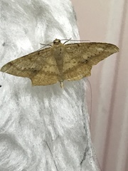 Pseudonadagara semicolor