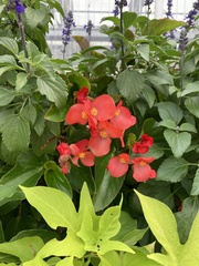 Begonia