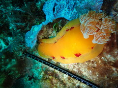 Hexabranchus sanguineus