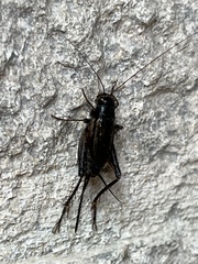 Allonemobius fasciatus