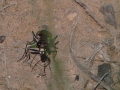 Cicindela fulgida