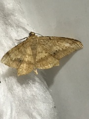 Pseudonadagara semicolor