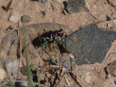 Cicindela fulgida