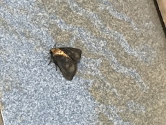 Filodes fulvidorsalis