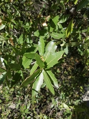 Quercus emoryi