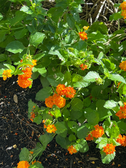 Lantana
