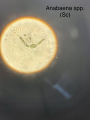 Anabaena