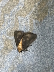 Filodes fulvidorsalis