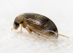 Berosus