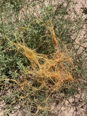 Cuscuta californica