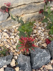 Monarda