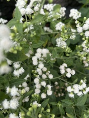 Ageratina altissima