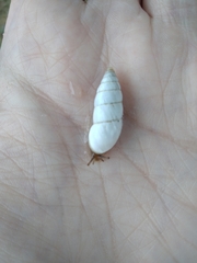 Brephulopsis cylindrica