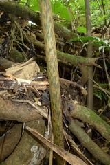 Ptisana smithii