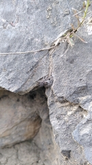 Philaeus chrysops
