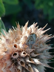 Agonoscelis versicoloratus