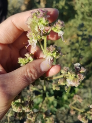 Mirabilis hirsuta