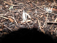 Clavaria fragilis