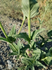 Mirabilis hirsuta