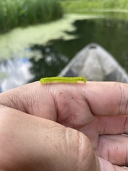 Trichoplusia ni