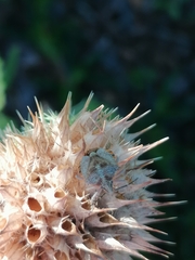 Agonoscelis versicoloratus