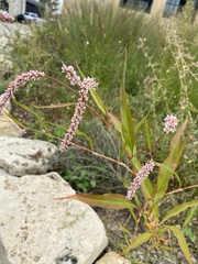 Persicaria maculosa