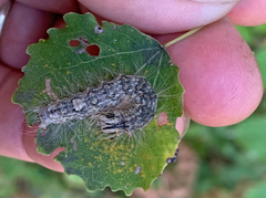 Acronicta megacephala