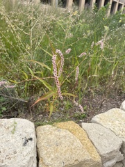 Persicaria maculosa