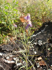 Galatella dahurica