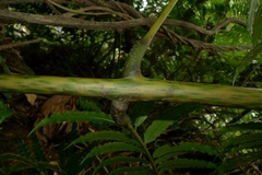 Ptisana smithii