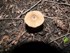 Entoloma strictius