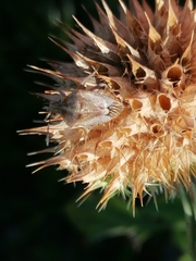 Agonoscelis versicoloratus