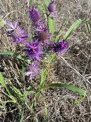 Eryngium leavenworthii